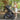 Uppababy Vista V3 With Bassinet - Nori  